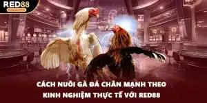Cách Nuôi Gà Đá Chân Mạnh Theo Kinh Nghiệm Thực Tế Với RED88