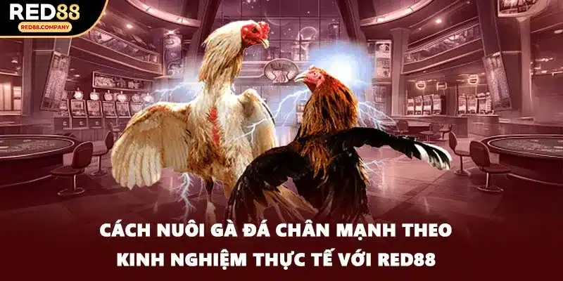 Cách Nuôi Gà Đá Chân Mạnh Theo Kinh Nghiệm Thực Tế Với RED88
