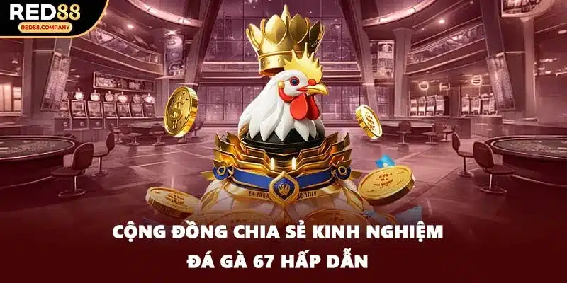 Cộng đồng chia sẻ kinh nghiệm đá gà 67 hấp dẫn