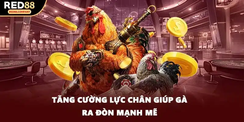 Tăng cường lực chân giúp gà ra đòn mạnh mẽ