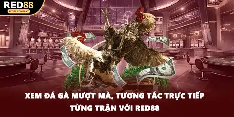 Xem đá gà mượt mà, tương tác trực tiếp từng trận với RED88